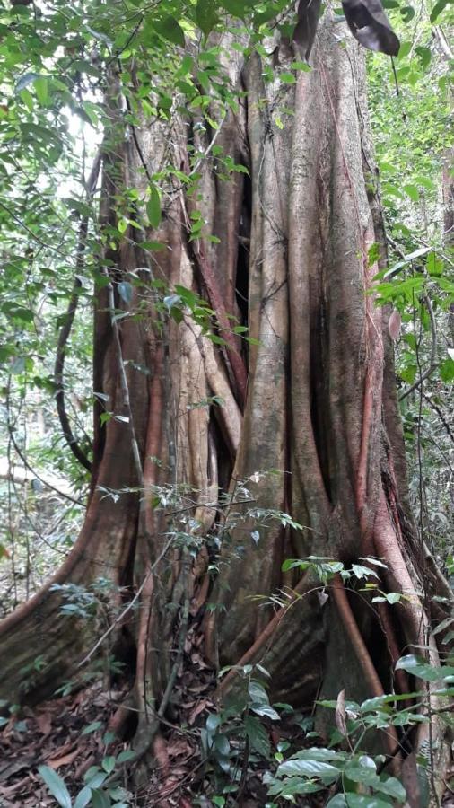 Rainforest River Edge Deniyaya Exteriér fotografie